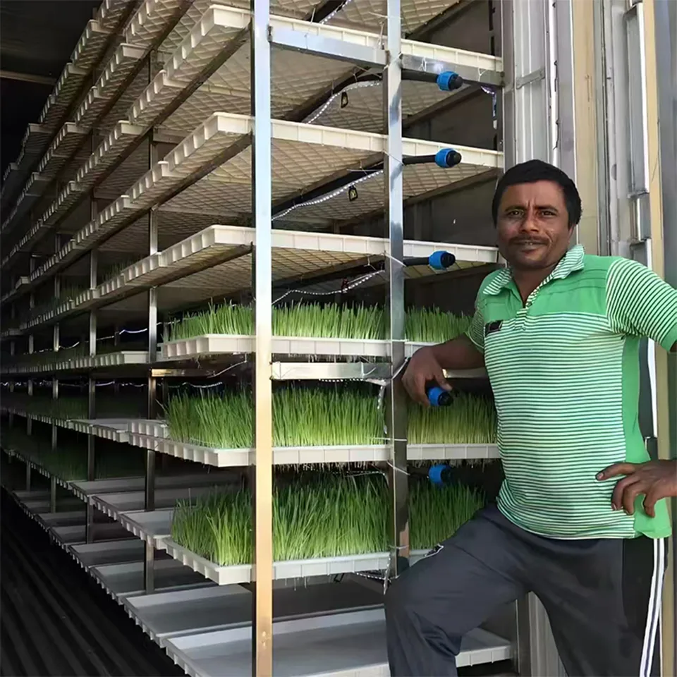 Sistema de Cultivo de Folhas Verdes em Contêiner de 40 pés para Agricultura Urbana Hidropônica