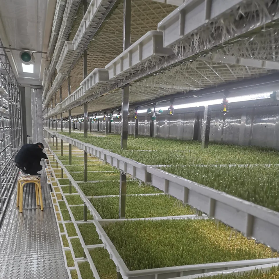 Sistema de Cultivo de Folhas Verdes em Contêiner de 40 pés para Agricultura Urbana Hidropônica